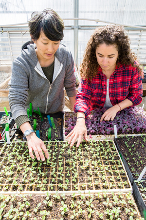 Students work in the greenhouse at the UCSC Farm